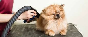 Say Goodbye to Wet Fur: Best At Home Blow Dryer for Dogs post thumbnail image