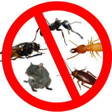 Effective Pest Removal: Tips and Techniques post thumbnail image