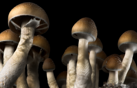 Buying Magic Mushrooms in DC: What You Need to Know post thumbnail image
