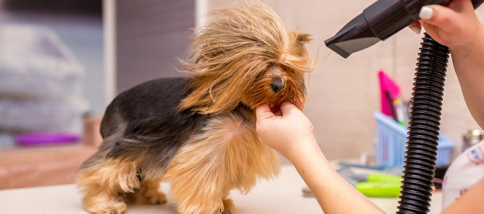 Dog Hair Dryer Essentials for Home Grooming post thumbnail image