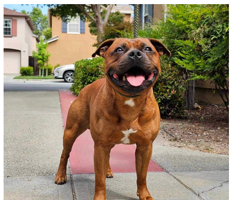 From Pups to Partners: The Art of Choosing a Staffy Breeder post thumbnail image